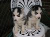 Puppies for sale Germany, Dortmund Haski
