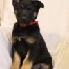 Puppies for sale Ireland, Cork German Shepherd Dog