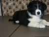 Puppies for sale Greece, Patra Australian Shepherd