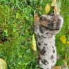 Puppies for sale Azerbaijan, Lankaran Dachshund