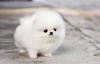 Puppies for sale Germany, Dortmund Pomeranian Spitz