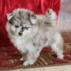 Puppies for sale United Kingdom, Sheffield Pomeranian Spitz