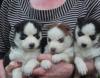 Puppies for sale Germany, Dortmund Haski