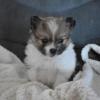 Puppies for sale Ireland, Cork Pomeranian Spitz