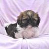 Puppies for sale United Kingdom, Middlesbrough Shih Tzu