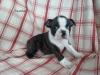 Puppies for sale Poland, Grudenets Boston Terrier