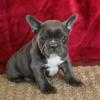 Puppies for sale United Kingdom, Rugby French Bulldog