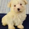 Puppies for sale United Kingdom, Manchester Maltese