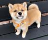 Puppies for sale USA, California, San Francisco Other breed, Shiba Inu