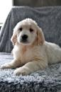 Puppies for sale Poland, Rzeszow Golden Retriever