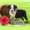 Puppies for sale Ireland, Dublin Boston Terrier