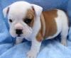 Puppies for sale Germany, Duisburg English Bulldog