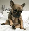 Puppies for sale Ireland, Dublin French Bulldog