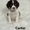 Puppies for sale United Kingdom, Nottingham English Springer Spaniel