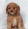 Puppies for sale Italy, Milan , CAVAPOO