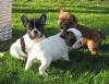 Puppies for sale Germany, Solingen French Bulldog