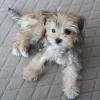 Puppies for sale Slovenia, Ljubljana Yorkshire Terrier