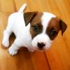 Puppies for sale Netherlands, Tilburg Jack Russell Terrier