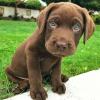 Puppies for sale United Kingdom, Sheffield , Labrador