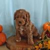 Puppies for sale Bulgaria, Dobrich , Cavapoo