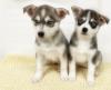 Puppies for sale Canada, Quebec, Montreal , POMSKY