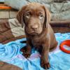 Puppies for sale Spain, Murcia Labrador