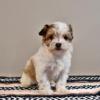 Puppies for sale Belarus, Grodno , maltipoo