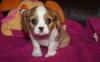 Puppies for sale Ukraine, Kiev King Charles Spaniel