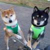 Puppies for sale Sweden, Stockholm , Shiba inu