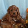 Puppies for sale Germany, Hannover , Cavapoo