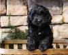 Puppies for sale Italy, Salerno , COCKAPOO