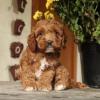 Puppies for sale United Kingdom, Plymouth Cocker Spaniel