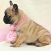 Puppies for sale Sweden, Lidkoping French Bulldog