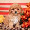 Puppies for sale Finland, Lapperanta Toy-poodle