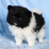 Puppies for sale Ireland, Cork Pomeranian Spitz