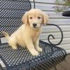 Puppies for sale Sweden, Vesteros Golden Retriever