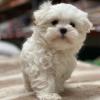 Puppies for sale United Kingdom, Dover Maltese