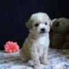 Puppies for sale Ireland, Cork Miniature Poodle