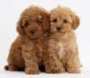 Puppies for sale Spain, Valencia Toy-poodle