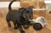 Puppies for sale Cyprus, Larnaca , scottish terrier