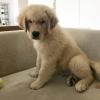 Puppies for sale Spain, Valencia Golden Retriever