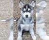 Puppies for sale United Kingdom, Bristol Other breed, Siberian Husky