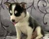 Puppies for sale Canada, Quebec, Montreal , POMSKY