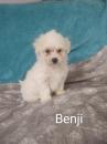 Puppies for sale United Kingdom, Edinburgh Bichon