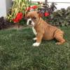 Puppies for sale United Kingdom, St. Helens English Bulldog