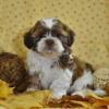 Puppies for sale United Kingdom, Sheffield Shih Tzu