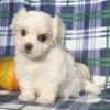 Puppies for sale Sweden, Leksand Maltese