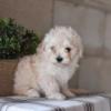 Puppies for sale Sweden, Stockholm Mixed breed