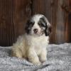 Puppies for sale United Kingdom, Grimsby Cocker Spaniel