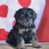 Puppies for sale Ireland, Dublin Lhasa Apso